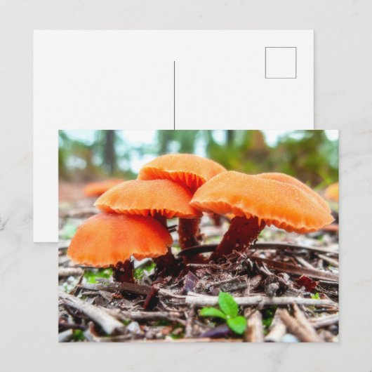 Schöne wilde Pilze im Herbstfeld Postkarte (Vorne/Hinten)