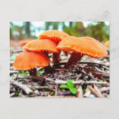 Schöne wilde Pilze im Herbstfeld Postkarte (Vorderseite)