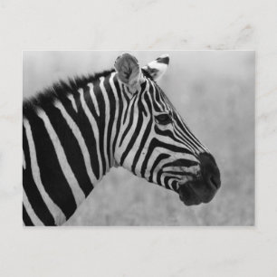 Schöne wilde Schwarz-Weiß-Zebrastreifen Postkarte