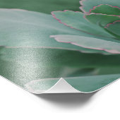 Schöne Wüste Pflanze Art Foto (Ecke)