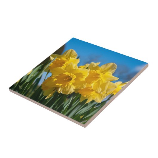 Schöne Yellow Daffodien Fliese (Seite)