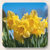 Schöne Yellow Daffodien Getränkeuntersetzer (Vorderseite)