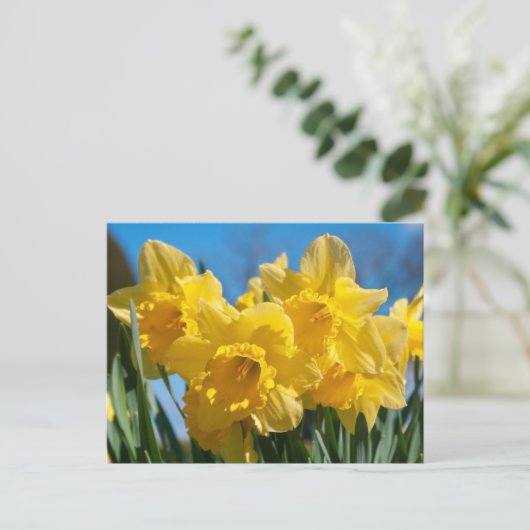Schöne Yellow Daffodien Postkarte (Stehend Vorderseite)