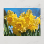 Schöne Yellow Daffodien Postkarte (Vorderseite)