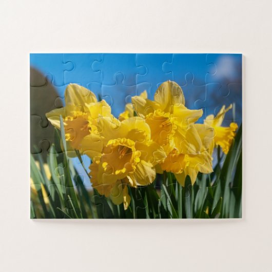 Schöne Yellow Daffodien Puzzle (Horizontal)