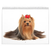 Schöne Yorkshire-Terrier Kalender (Titelbild)