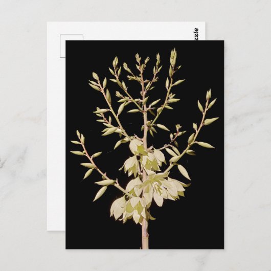 Schöne Yucca Blume Bloom at Night in Texas Postkarte (Vorne/Hinten)