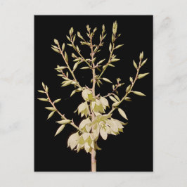 Schöne Yucca Blume Bloom at Night in Texas Postkarte
