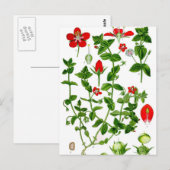 Schöne zarte rote Frühlingsblume Postkarte (Vorne/Hinten)