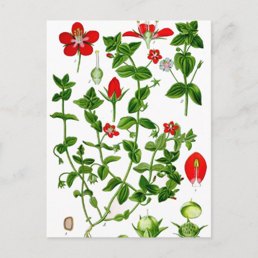 Schöne zarte rote Frühlingsblume Postkarte (Vorderseite)
