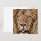 Schöne Zoo Safari Lion Fotografie (Vorne/Hinten)