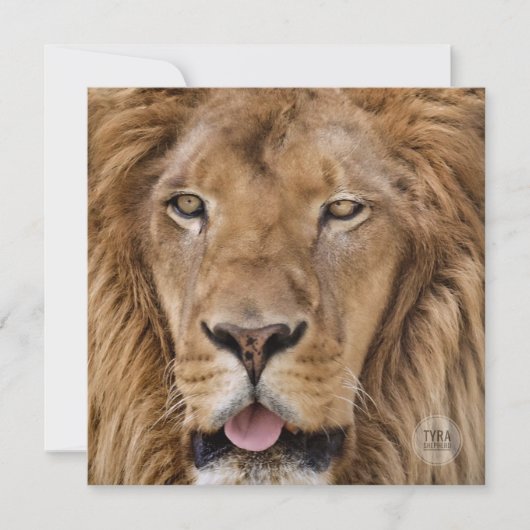 Schöne Zoo Safari Lion Fotografie (Vorderseite)