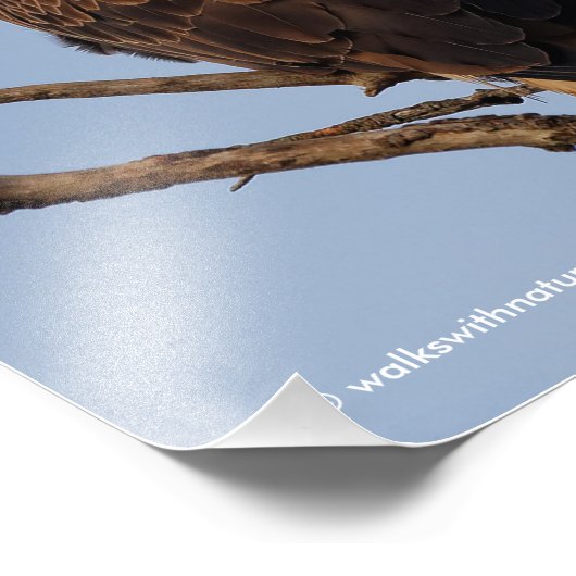 Schöner Adler im Baum Fotodruck (Ecke)