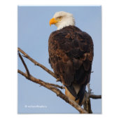 Schöner Adler im Baum Fotodruck (Vorne)