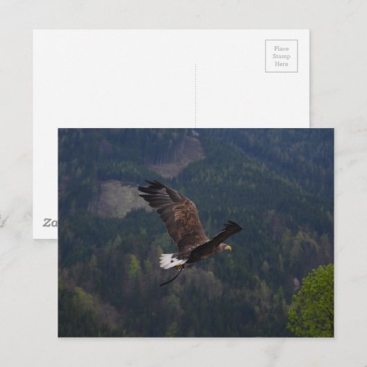 Schöner Adler im Flug Postkarte (Vorne/Hinten)