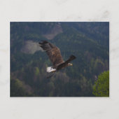 Schöner Adler im Flug Postkarte (Vorderseite)