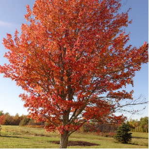 Schöner Ahornbaum in roten Blätter Freistehende Fotoskulptur