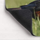Schöner amerikanischer Robin im Winter Grass Mousepad (Ecke)