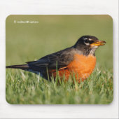 Schöner amerikanischer Robin im Winter Grass Mousepad (Vorne)
