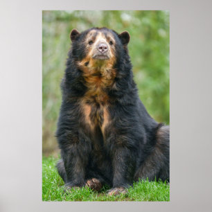 Schöner Andenbär im Grünen Poster
