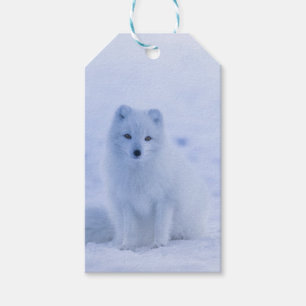 Schöner arktischer Fox Geschenkanhänger