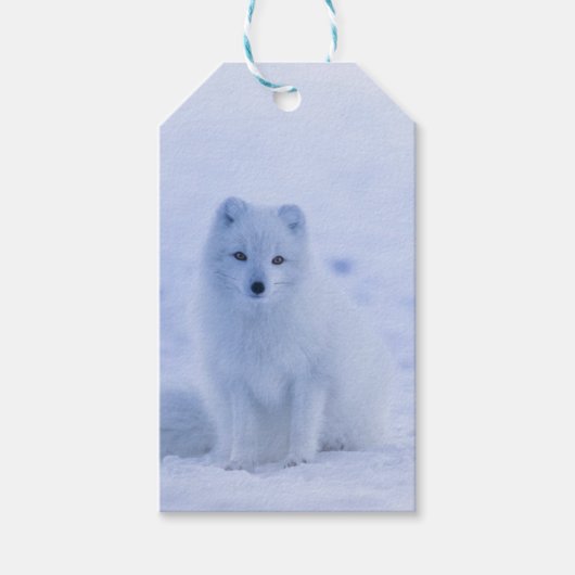 Schöner arktischer Fox Geschenkanhänger (Vorderseite)