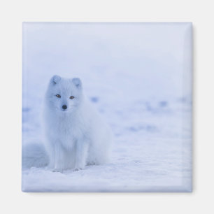 Schöner arktischer Fox Magnet