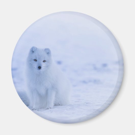 Schöner arktischer Fox Magnet (Vorne)