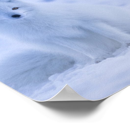 Schöner arktischer Fox Poster (Ecke)