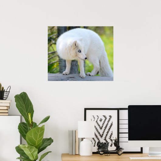 Schöner Artic Fox Poster (Heimbüro)