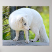 Schöner Artic Fox Poster (Vorne)