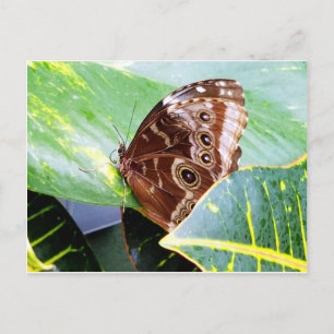 schöner Augenfalter Schmetterling braun beige Bild Postkarte