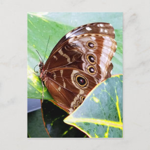 schöner Augenfalter Schmetterling braun beige Bild Postkarte