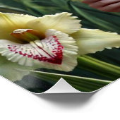 Schöner August Fairy in Gladioli Poster (Ecke)