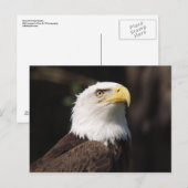 Schöner Bald Adler... Postkarte (Vorne/Hinten)