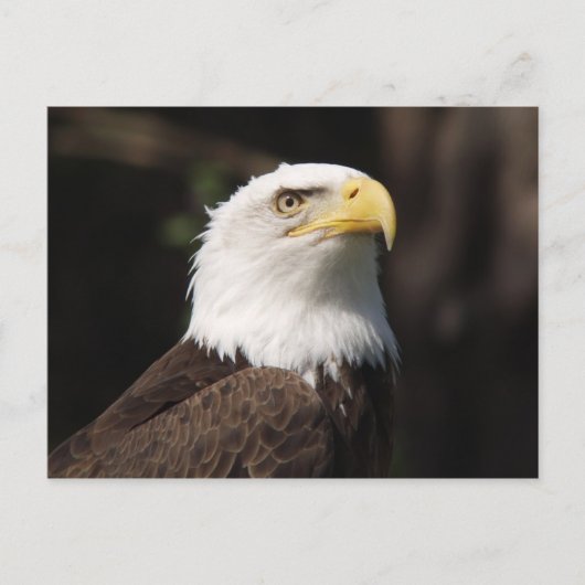 Schöner Bald Adler... Postkarte (Vorderseite)