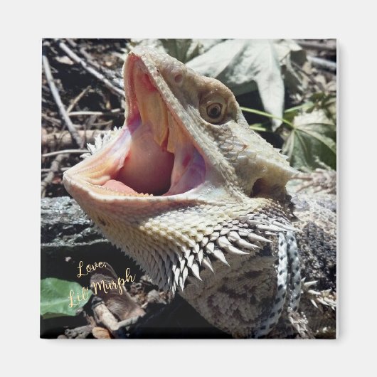 Schöner Bartagame Lil' Murph Magnet (Vorne)