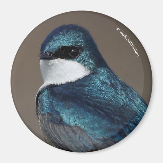 Schöner Baumschlamm Songbird auf einem Draht Magnet (Vorne)