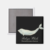 Schöner Beluga Whale, Delphinapterus Leucas Magnet (Vorderseite/Rückseite)