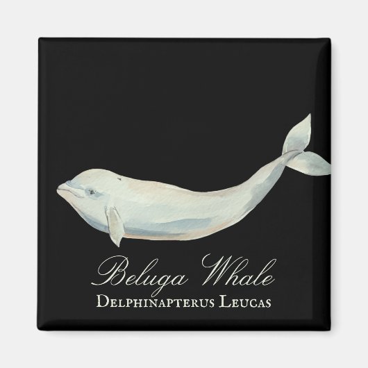 Schöner Beluga Whale, Delphinapterus Leucas Magnet (Vorne)