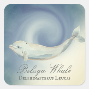 Schöner Beluga Whale, Delphinapterus Leucas Quadratischer Aufkleber