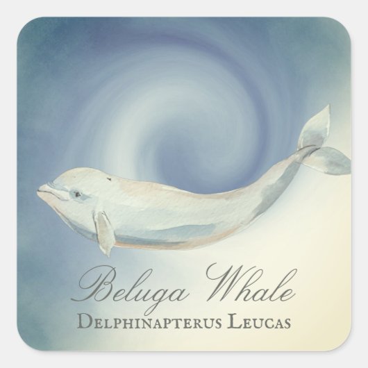 Schöner Beluga Whale, Delphinapterus Leucas Quadratischer Aufkleber (Vorderseite)