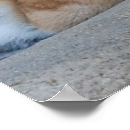 Schöner Bengalischer Tiger Poster (Ecke)