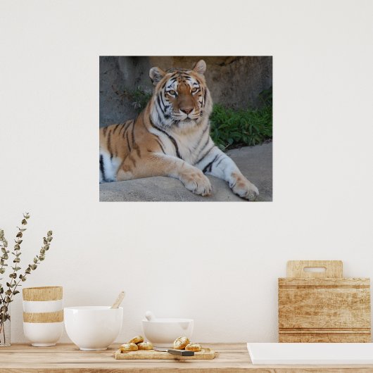 Schöner Bengalischer Tiger Poster (Küche)