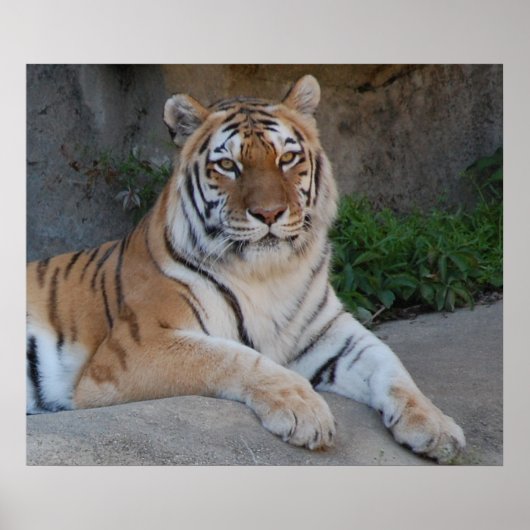 Schöner Bengalischer Tiger Poster (Vorne)