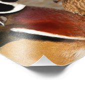 Schöner Berührungsmoment zwischen Holzenten Fotodruck (Ecke)