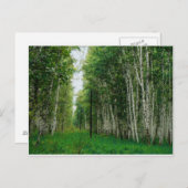 Schöner Birkenwald Postkarte (Vorne/Hinten)