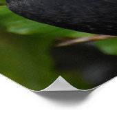 Schöner Blackbird Poster (Ecke)