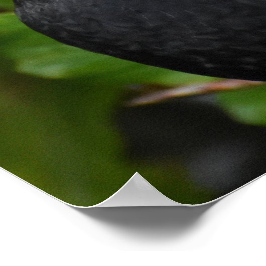 Schöner Blackbird Poster (Ecke)