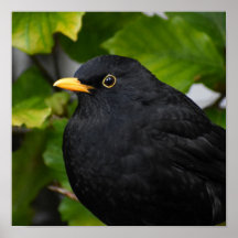 Schöner Blackbird